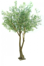 Olijfboom giant 300cm (tijdelijk uitverkocht)
